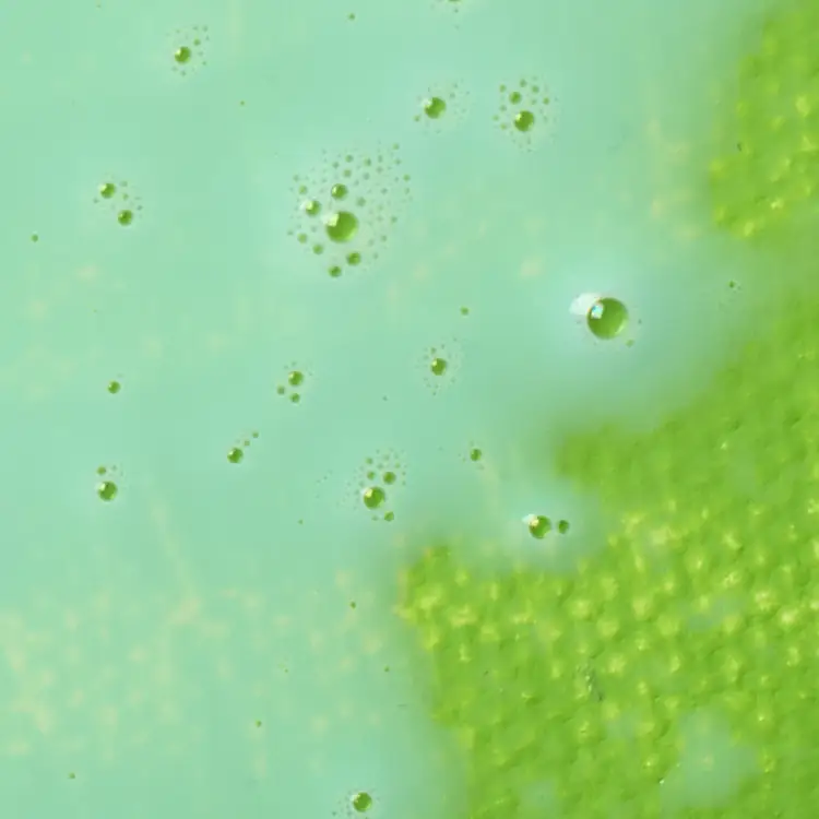 Efeito Palette Wetting Spray